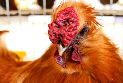 Brazylia - Rekordowy eksport drobiu