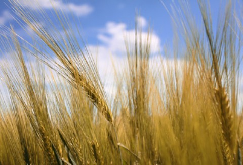 Ustawa o ochronie prawnej odmian roślin