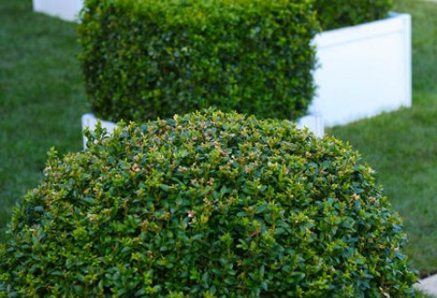 „OGRÓD - Zielony design” - targi dla miłośników zieleni