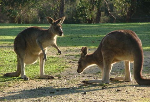 Australia – Handlarze mają nadzieje na zainteresowanie Chin mięsem kangura