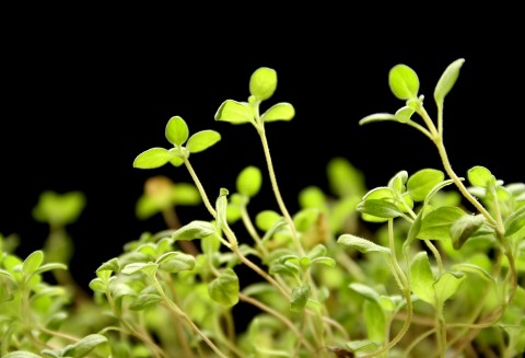 Majeranek ogrodowy (Origanum majorana)