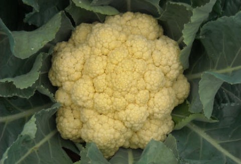 Hiszpania – Spadek produkcji pomidorów i kalafiorów