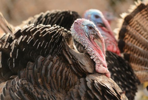 Rosja – Większa produkcja indyków