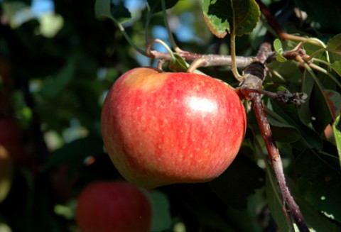 Seminarium „Polska Żywność w Krajach Muzułmańskich