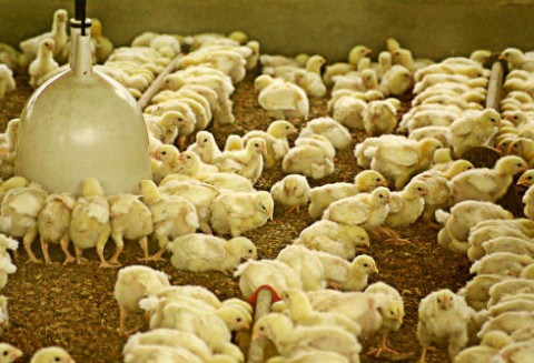 Grecja – Branża drobiarska walczy z kryzysem