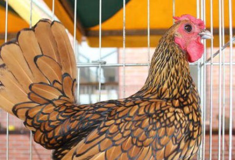 Klatkowe kłopoty producentów jaj