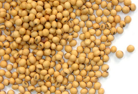 Import pasz GMO nadal możliwy