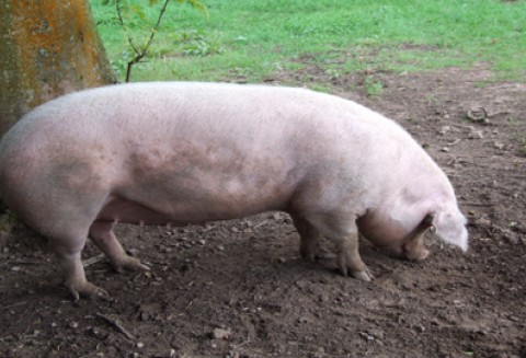 USA – Rekordowy eksport mięsa wieprzowego?