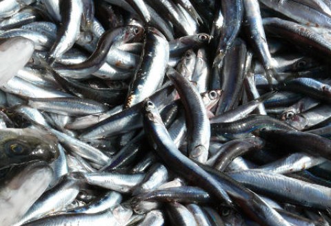 Kolejny magazyn z przeterminowanymi rybami