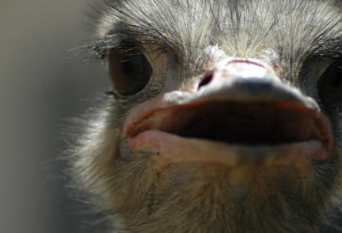 Za kilka tygodni rozkręci się sprzedaż wyrobów ze strusia