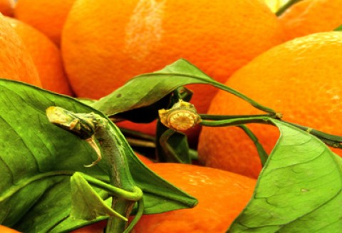 Owoce w szkole - Liczba porcji otrzymywanych przez jedno dziecko