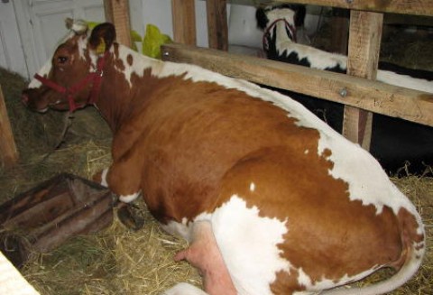 Paragwaj – Spadek eksportu mięsa wołowego