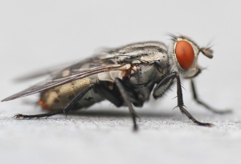 Coraz częściej pojawia się nasionnica trześniówka