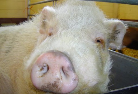 Wielka Brytania – W samym centrum Londynu szykują się protesty