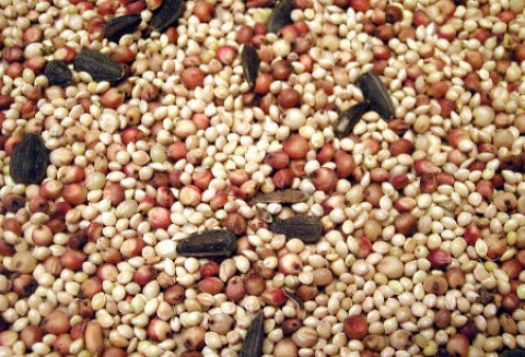 Produkcja bioetanolu źródłem cennego surowca paszowego