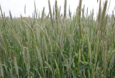 Silne wzrosty cen zbóż za oceanem 19.06.2012