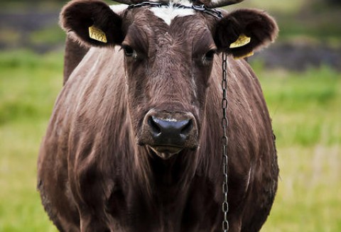 Na obniżenie cen wołowiny możemy liczyć nie wcześniej jak w drugiej połowie 2011 roku