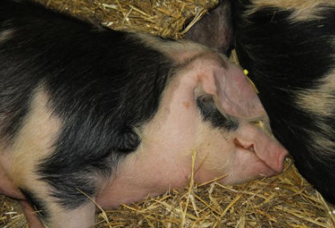 Rolnik z doświadczeniem szuka pracy – to nie żart, to już rzeczywistość