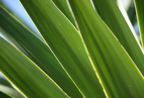 Wyszukiwarka Środków Ochrony Roślin