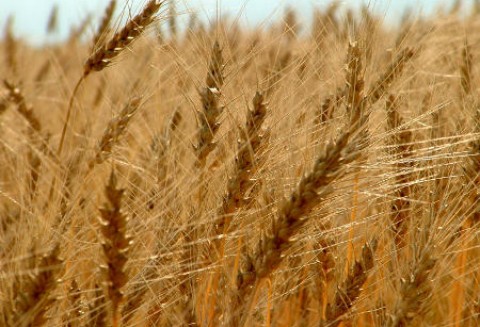 Zboża - Kukurydza najdroższa od wielu miesięcy -16-03-2012