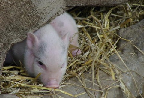Rząd pracuje nad systemem znakowania jakości wieprzowiny