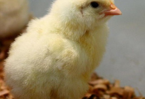 Ptasia grypa zmutowała?