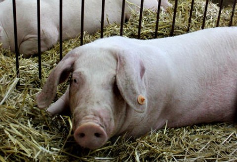 Francja – Spadek produkcji wieprzowiny