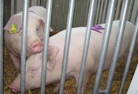 Spadek importu wieprzowiny