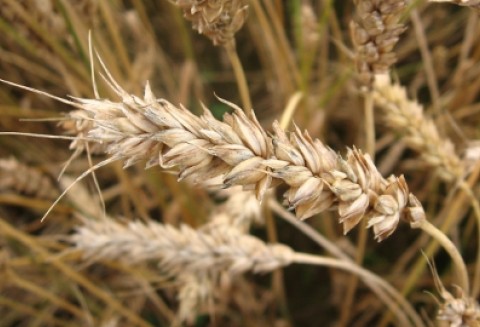 W pszenicy ozimej pojawiają się skrzypionki