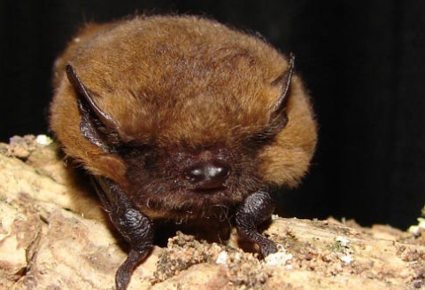 Włochy – Nietoperze będą walczyć z komarami