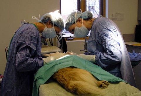 Ministerstwo Rolnictwa nie zdołało porozumieć się z weterynarzami w sprawie stawek za badania