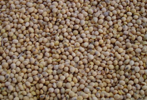 Argentyna – Wzrost powierzchni upraw soi