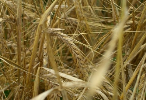 W tym roku zbożna nie trafią do unijnej interwencji
