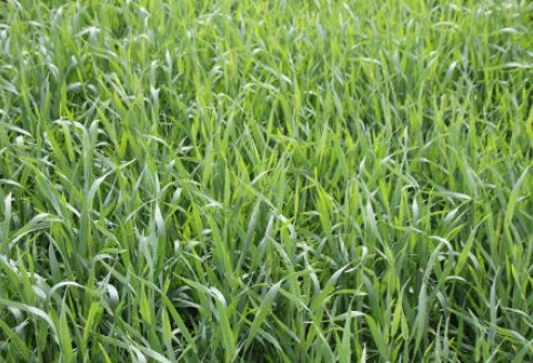 Unijne licencje na eksport i import zbóż zostały wydane