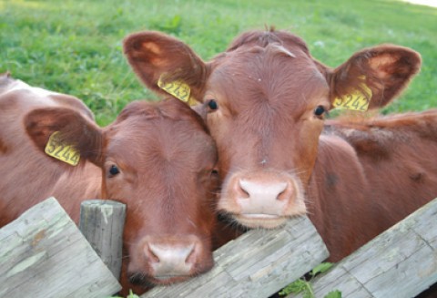 Tylko do 30 września br. ARiMR przyjmuje wnioski od firm które chcą otrzymać pieniądze za utylizację padłych zwierząt gospodarskich w 2012 r.