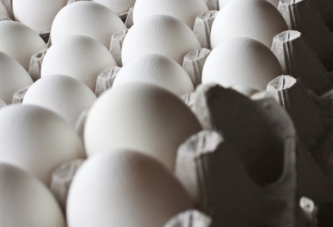 Komunikat Głównego Lekarza Weterynarii w sprawie suszu jajecznego