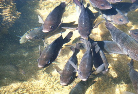 Priorytety polskiej prezydencji w dziedzinie rybołówstwa