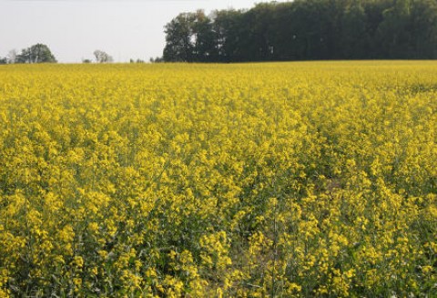 Ceny oleistych na giełdach światowych - 17.05.2012