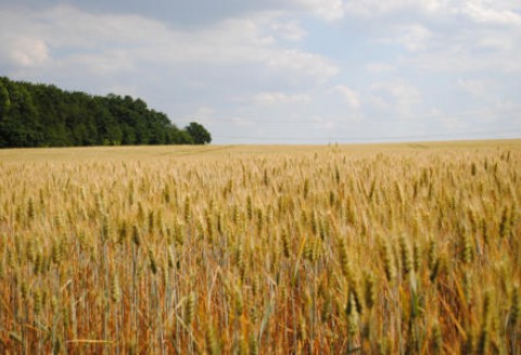 Ceny zbóż na giełdach światowych –3.04.2012