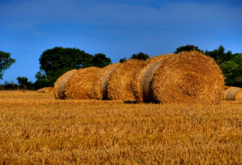 Pokaz pracy agregatów ścierniskowych