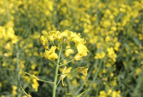 Tydzień na giełdowym rynku oleistych - 11.06.2012