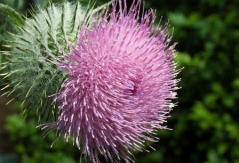 Komunikat Główne Inspektoratu Ochrony Roślin i Nasiennictwa w sprawie środków ochrony roślin