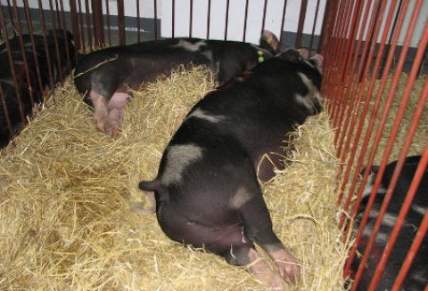 Wzrost eksportu polskiej wieprzowiny