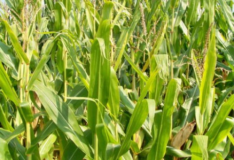 Ceny zbóż na giełdach światowych –15.05.2012