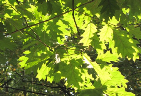 Od 1 czerwca ARiMR przyjmuje wnioski o pomoc na zalesianie