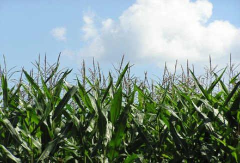 Polacy są mistrzami w korzystaniu z dotacji unijnych