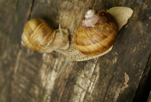 Niedługo sezon na winniczki