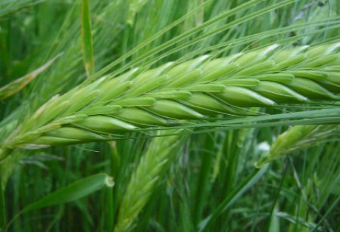 Notowania zbóż na giełdach światowych 12.04.2012