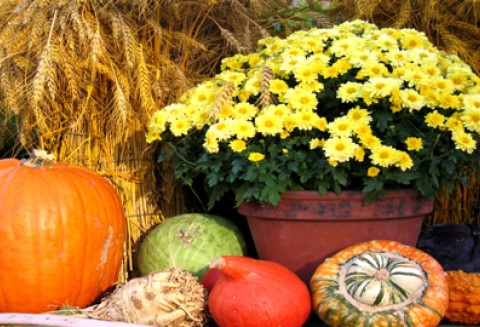 Głównego Inspektora Ochrony Roślin i Nasiennictwa w sprawie warunków eksportu do Federacji Rosyjskiej owoców i warzyw