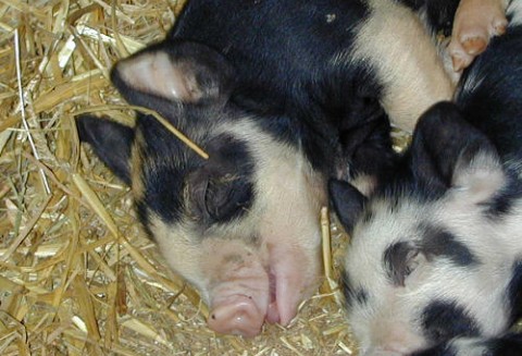 Niemcy – Afery dioksynowej ciąg dalszy